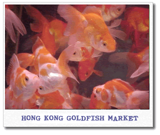 hong-kong-goldfish-market.gif