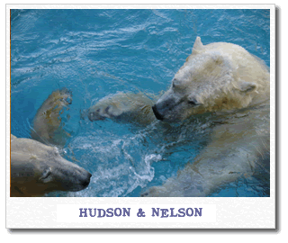 hudson-nelson.gif