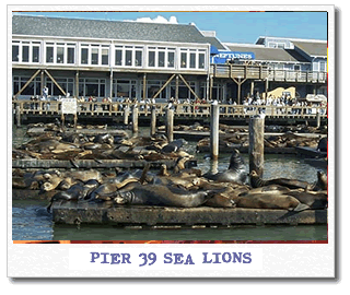 pier-39-seals.gif