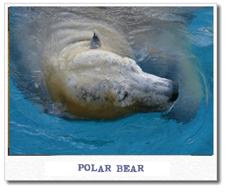 polar-bear.gif