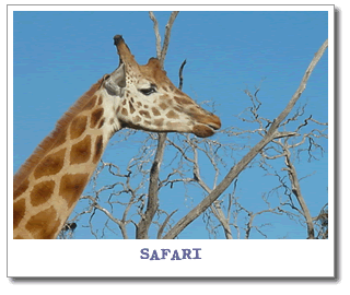 safari.gif