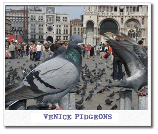 venice-pidgeons.gif