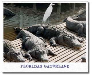 gatorland.gif