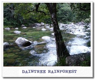 daintree-rain-forest.gif