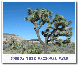 joshua tree national park