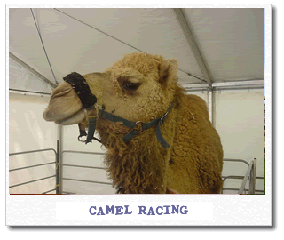 camel-racing.gif