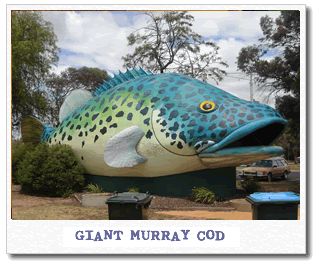 giant-murray-cod.gif