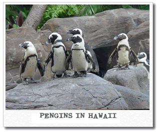 penquins-in-hawaii.gif