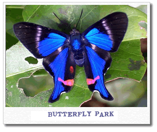 butterfly-park.gif