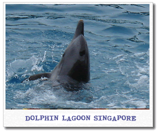 dolphin-lagoon-singapore.gif