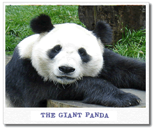 panda.gif