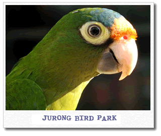 jurong-bird-park.gif