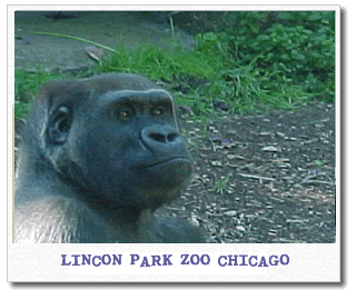 lincon-park-zoo.gif